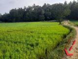 Paddy Field facing Land for Sale in Polgahawela.