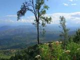 15 Acres of Tea Land for Sale in Beragala, Haputale.