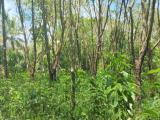 158 Perches Rubber Cultivated Land for Sale in Yagodamulla, Kotugoda.