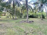 117 Perches Prime Coconut Land for Sale at Bingiriya.