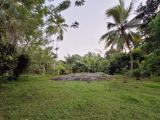 Well-Grown Cultivated Property for Sale in Udamapitigama, Dompe, Gampaha District.