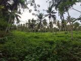 5 Acres of Coconut Land for Sale in Uggalboda, Gampaha.
