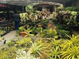 Sobhawe Plant Nursery