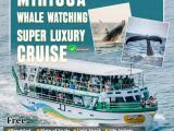 Whale Watching Mirissa