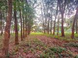 Prime Commercial Rubber Land for Sale in Biyagama.